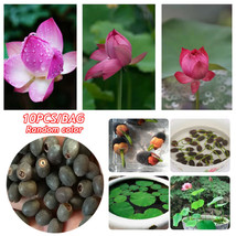 Lotus Seed 10 Pcs Potted Lotus Flower Seeds Nelumbo Aquatic Plants Water Lily - $4.99