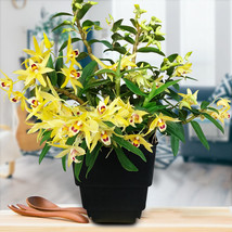 PWO Fresh 1 Pod Dendrobium Officinale Seeds (Flower Powder) - £15.93 GBP