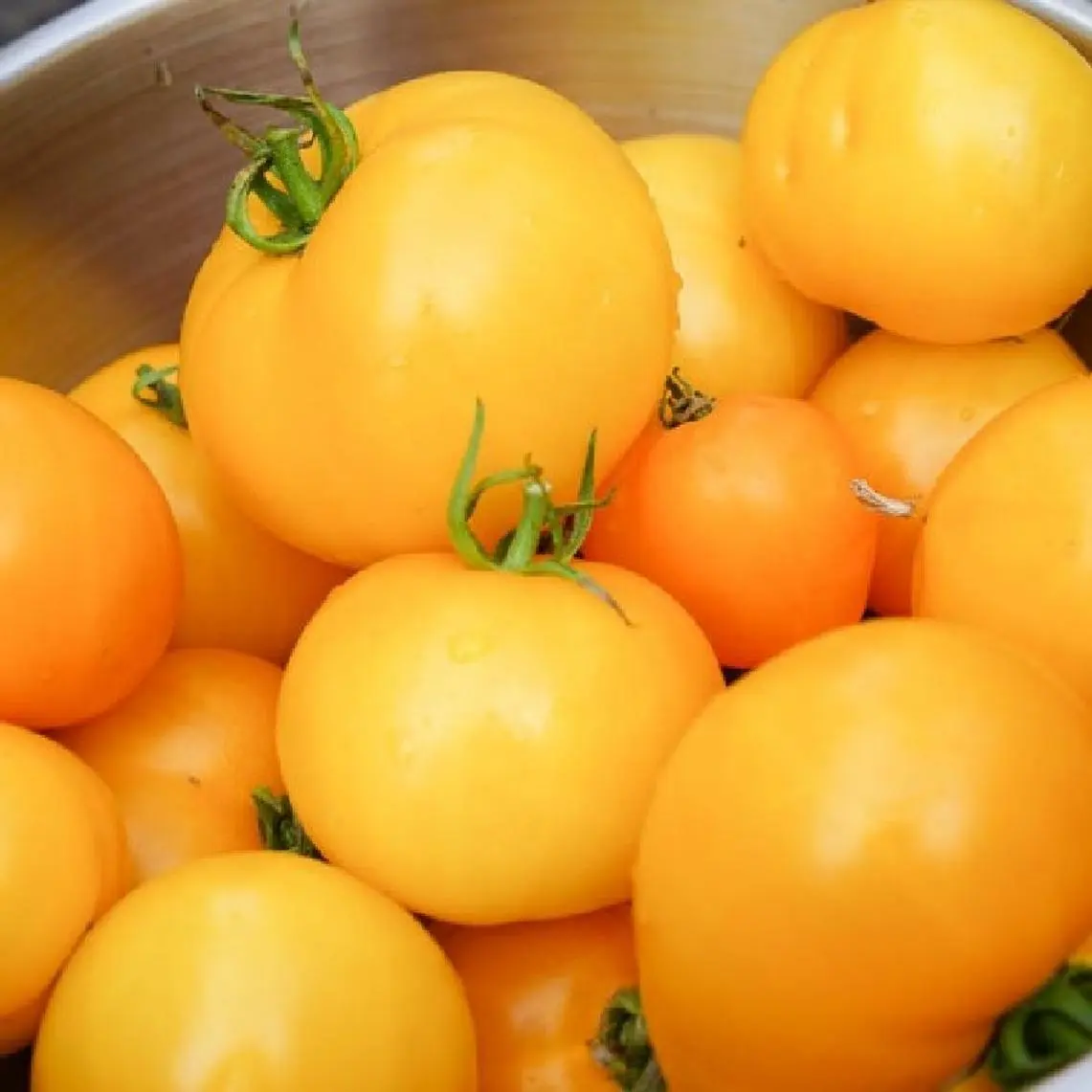 Golden Jubilee Tomato Vegetable NON GMO 100 Seeds - £7.54 GBP