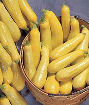 Saffron Prolific Straightneck Seed Summer Squash Treated Seeds (3 0Gr To 10Gr) - £7.65 GBP