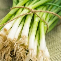 Fresh Garden Evergreen Long White Bunching Onion 100 Seeds Easy To Grow  - £7.12 GBP