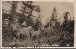 Big Horn Sheep Banff Canada Byron Harmon Photo to Washington Kansas Postcard T18 - £7.02 GBP