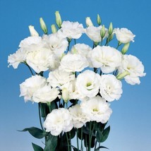 Lisianthus Seeds Echo Pure White 50 Pelleted Seeds Flower Seeds - £19.20 GBP