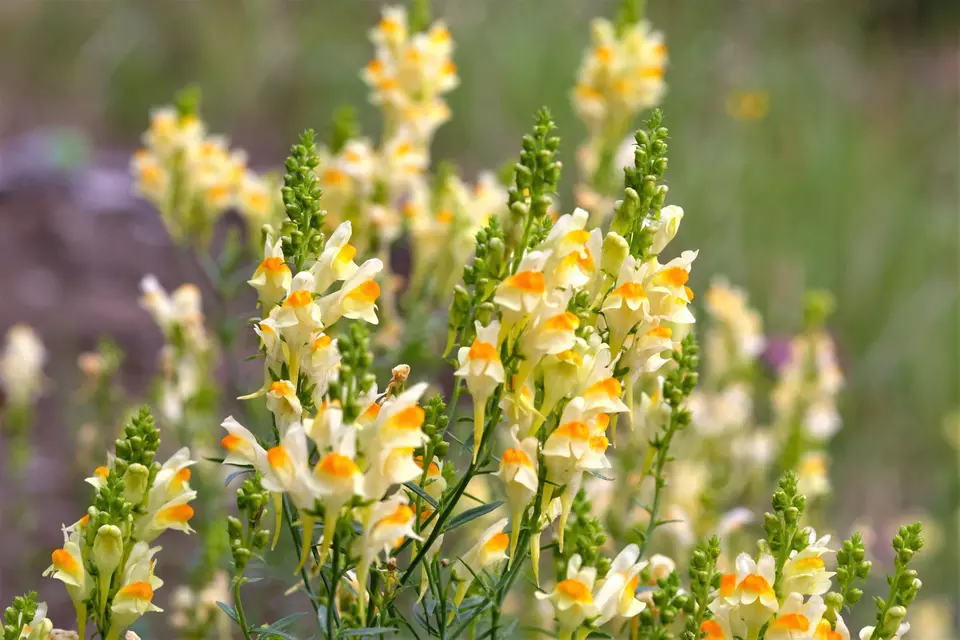 500 Seeds Butter &amp; Eggs Toadflax Linaria Vulgaris Wild Snapdragon Yellow Flower - £11.00 GBP