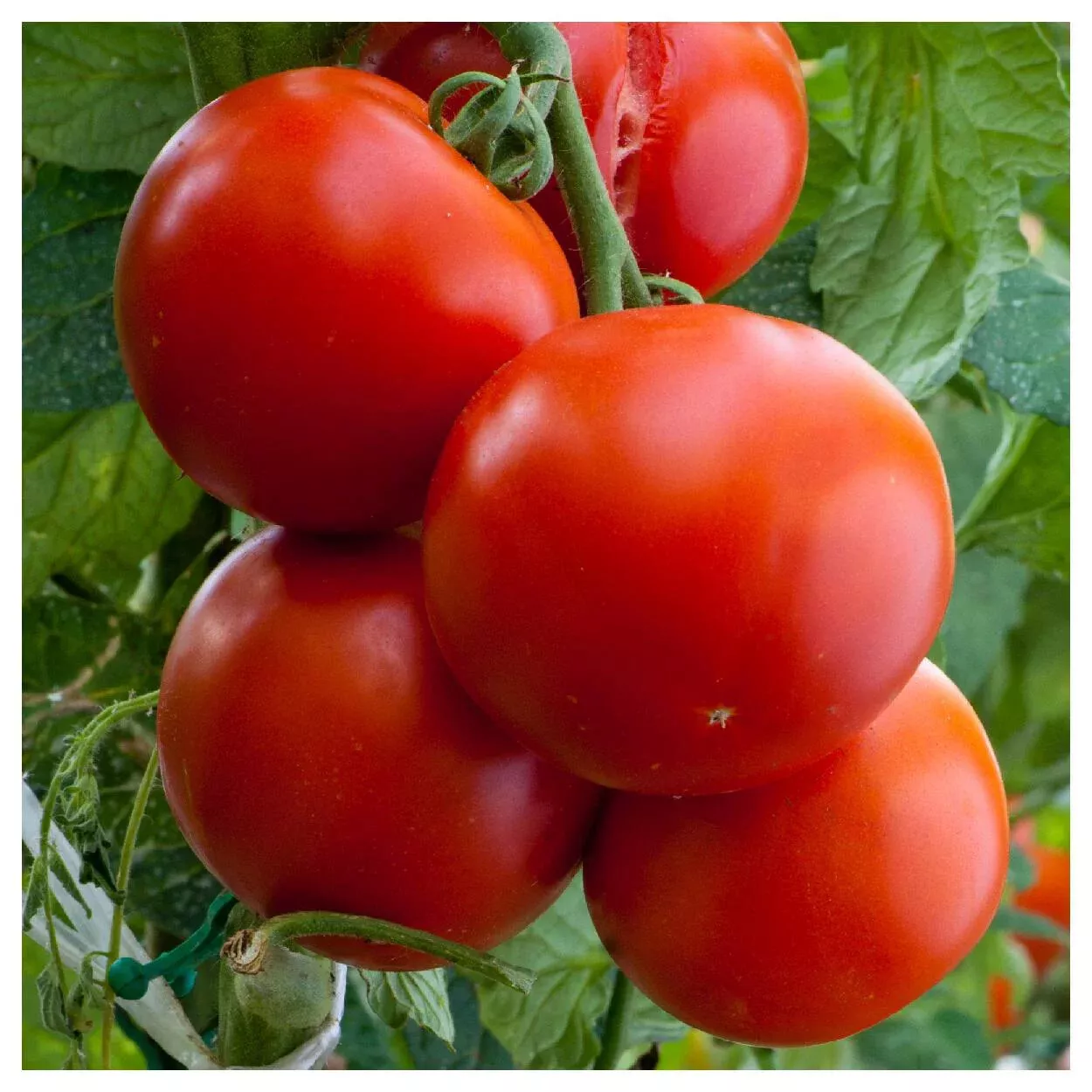 JGBO Floridade Tomato 50 Seeds, NonGmo Heirloom Determinate Seeds Catalog - £6.63 GBP