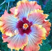 20 Orange Blue Hibiscus Seeds Seed Bloom Flower Flowers 74 Fresh Seeds Gardening - $13.50