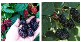 1-2 yr Old - 1 PRIME ARK FREEDOM Live Thornless Blackberry Plant - Great Flavor - £47.97 GBP