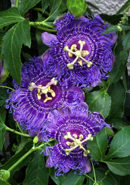 Top Seller 10 Purple Grandilla Passion Flower Passion Fruit Passiflora I... - £11.69 GBP