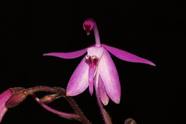 Spathoglottis Hardingiana Small Terrestrial Orchid - £26.28 GBP