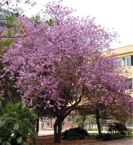 5 Orchid Tree Seeds Bauhinia Variegata Mountain Ebony Orchids Fresh Garden - $12.75