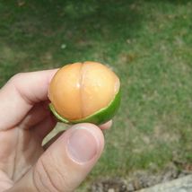 Doble Spanish lime / quenepa ( Meliccocus Bijugatu ) Live Fruit Tree 8”-16” - £47.45 GBP