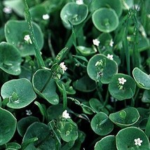 Gun-el Purslane Winter Claytonia Perfoliata 100 Seeds  - $4.80