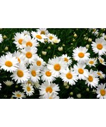Shasta Daisy - Becky - $425.89 MXN