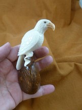 (TNE-BIR-EA-278A) white Bald eagle eagles bird TAGUA NUT NUTS figurine carving - £22.34 GBP