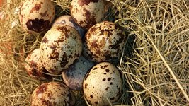 48 Fertile Hatching Coturnix Quail Eggs - $42.99