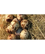 48 Fertile Hatching Coturnix Quail Eggs - $58.79 CAD