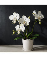 Peristeria elata Holy Ghost Orchid Dove Orchid flor del Espiritu Santo -... - $7.33