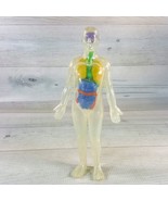 Invisible Man Human Body Anatomy Medical Doll 7.5&quot; Figure w Organs Plastic - $19.39