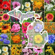 US Seller 1000 Seeds Wildflower Michigan State Flower Mixs &amp; Annuals - £8.08 GBP