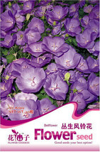 1 Pack 30 Seeds Campanula Punctata Rubriflora Bellflower Spotted Flower Seeds #A - $11.98