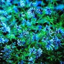 Blue Woodruff Asperula Orientalis25 Seeds From US  - $8.35