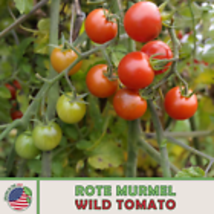 Rote Murmel Wild Tomato Seeds, Heirloom, Non-GMO, Genuine USA 10  Seeds - £8.77 GBP