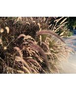 Hot 100 of Purple Ornamental Grass, Pennisetum Dark Burgundy Seeds - £7.47 GBP