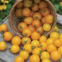 USA Seller Large Yellow Cherry Tomato Fast Shipping - £11.21 GBP