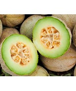 VC Rocky Ford Cantaloupe Seeds 50 Green Flesh Eden Gem Melon Fruit Easy ... - $13.95