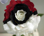 White Black Red Tri Color Rose With White Eye 50 Seeds - $8.99