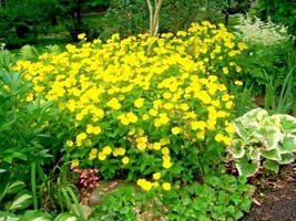 500 Seeds Common Evening Primrose Flower Seeds Annual Wildflower Garden Containe - £6.76 GBP