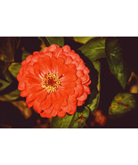 MBK Florist Choice Zinnia Elegans Orange King 25 Seeds Bulk Seeds - $11.57