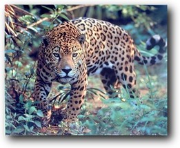 Jaguar (Panthera, Leopard) Prowling Cat Wildlife Animal Wall Decor Art, 16X20 - $32.99