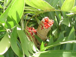 10 Cardboard Cycad Palm Seeds Zamia Furfuracea Fresh USA Fast Shipping - £9.66 GBP