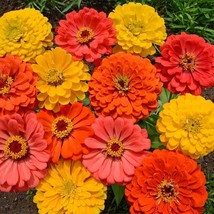 Zinnia Fruity Beauty Mix Attracts Hummingbirds And Butterflies 100 Seeds USA Fas - $13.98