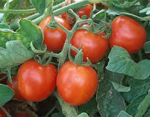 3 Live 4 - 6" inch Seedlings Large Red Cherry Tomato Heirloom spreading clusters - $14.99