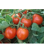 3 Live 4 - 6&quot; inch Seedlings Large Red Cherry Tomato Heirloom spreading ... - $14.99