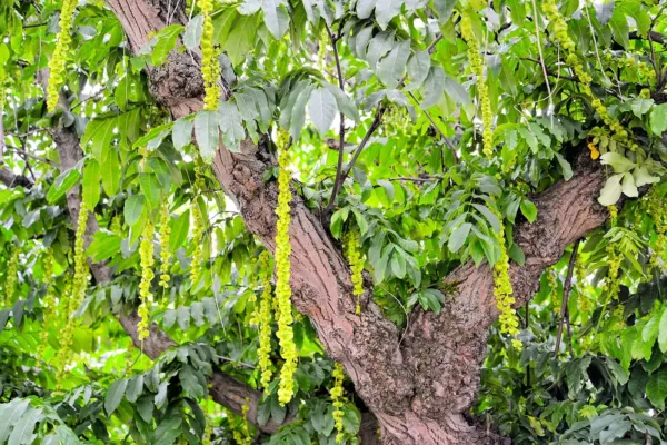 Fresh Caucasian Wingnut Tree Seeds For Planting (10 Seeds) Pterocarya Fr... - £17.56 GBP
