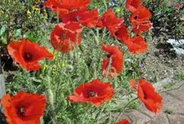 CORN POPPY 500 SEEDS ORGANIC, BRILLIANT RED FLOWER, BEAUTIFUL RED BLOOMS - $8.90