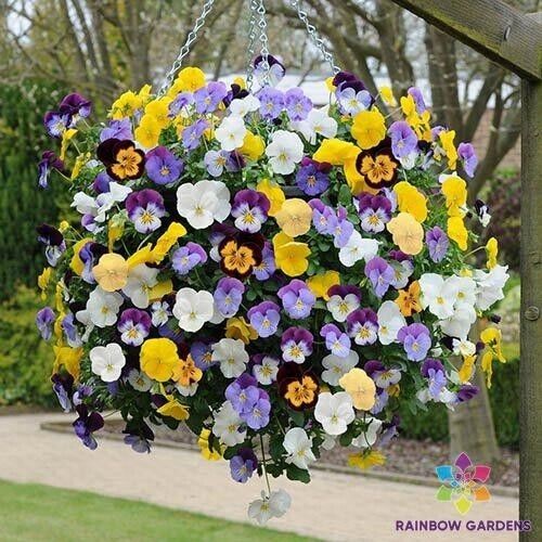 RD 200+ Cool Wave Mix Pansy (Viola) Seeds for Garden  - $5.15