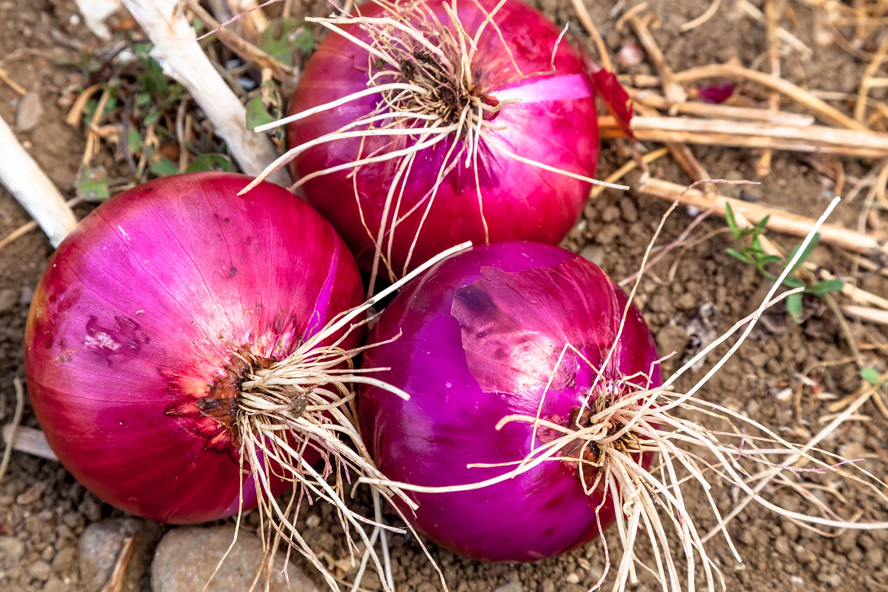 1000 Heirloom Red Creole Onion Seeds - Non-GMO, Spicy Red Bulbs - $7.98