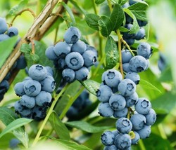 300 Southern Blueberry Fruit + seeds  Sweet  From US - $9.49