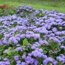 Floss Flower Ageratum Dondo Blue 2’ Tall Long Bloom Season Non-Gmo 200 S... - £7.79 GBP