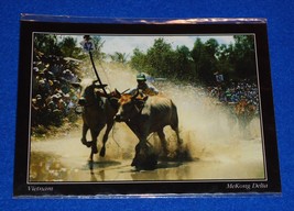 *Brand New* Vietnam Cow Racing Festival Tinh Bien Postcard Minh *Factory Sealed* - £5.55 GBP