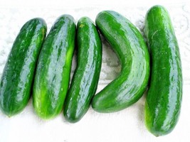 BStore 45 Muncher Cucumber Seeds Organic Heirloom Non Gmo Fresh - £6.84 GBP