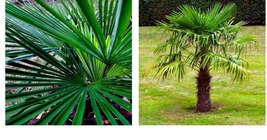 Windmill Fan Palm Tree 10 Seeds Trachycarpus Fortunei Most Cold Hardy Palm Plant - £16.07 GBP