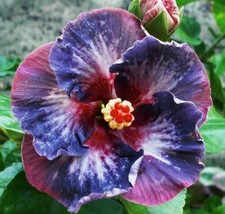 US Seller 20 Blue Pink Purple Hibiscus Seeds Flowers Flower - £8.70 GBP