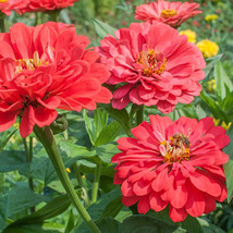 Seeds USA Seller 100 Benary Giant Coral Zinnia Seeds Planting - £8.64 GBP