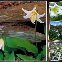 New 10 White Lily Seeds Erythronium Montanum Avalanche Lily Tall Perennial Flowe - £6.48 GBP