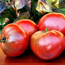 Dwarf Maura&#39;s Cardinal Tomato Seeds (5 Pack) - Vibrant Red Fruits, Ideal... - £5.54 GBP